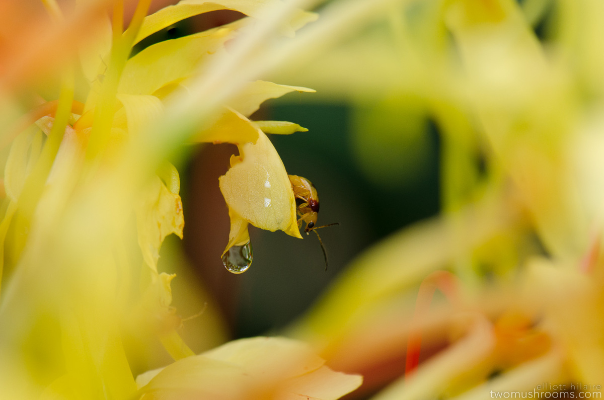 yellow beetle and drip