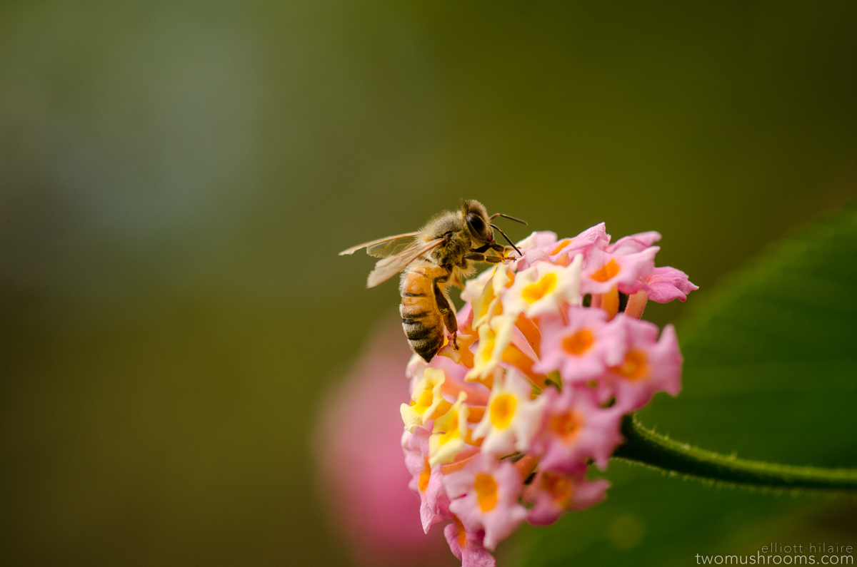 bee on lantana flower