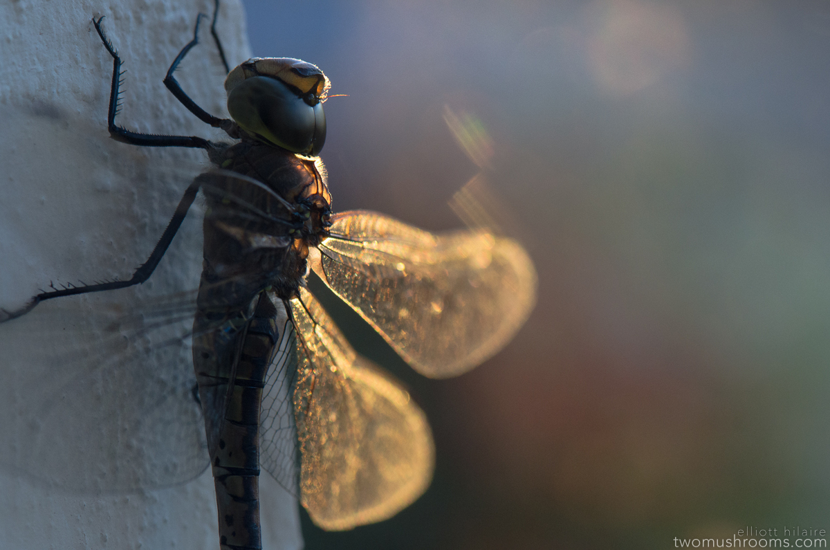 dragon fly at sunset