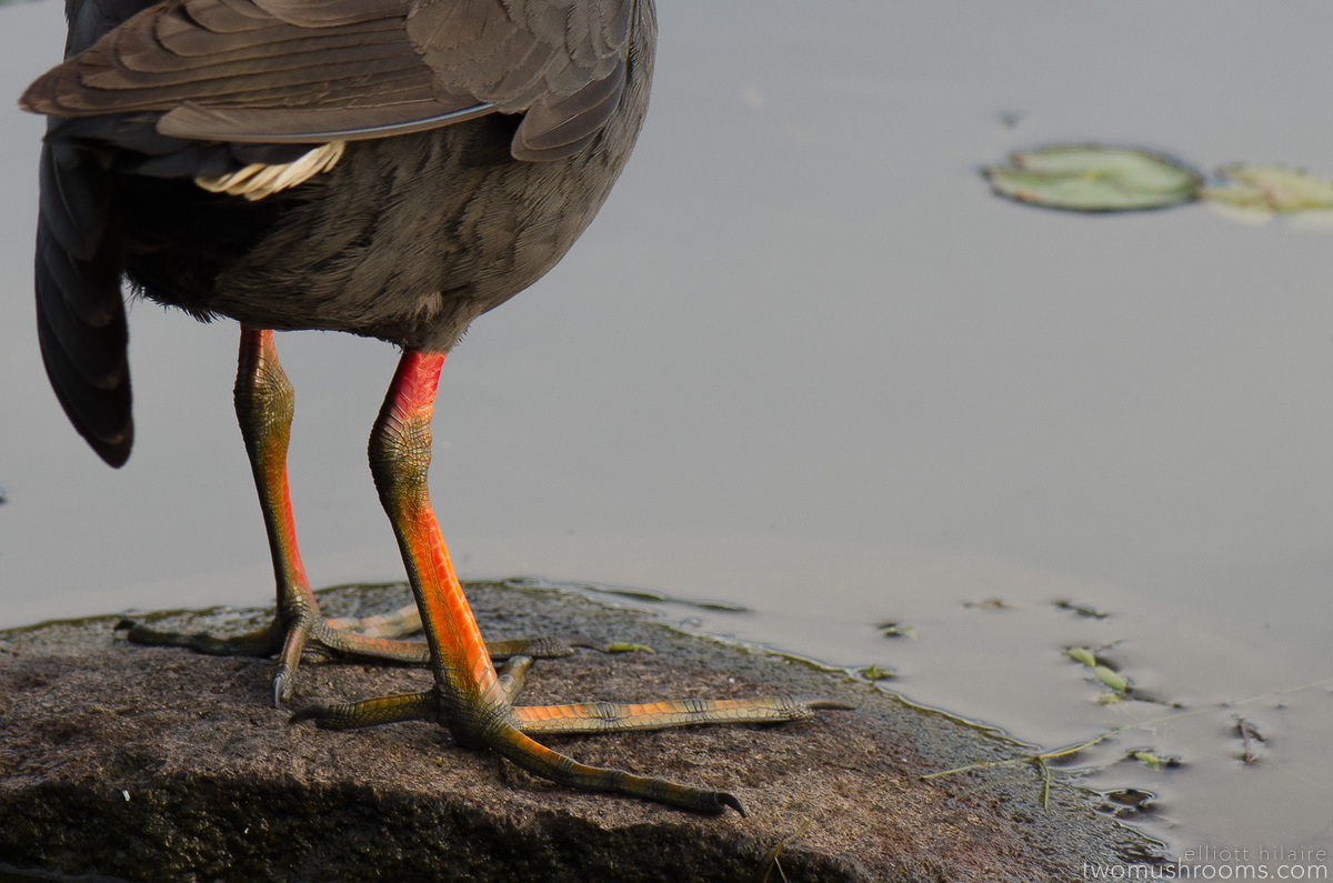 bird legs at lake