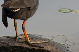 bird legs at lake
