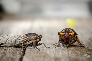 cicada party
