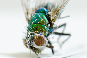 dead fly