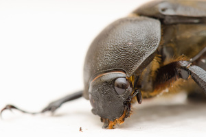 dying beetle