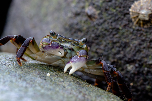 hungry crab