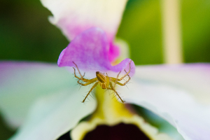 spikey spider on flower