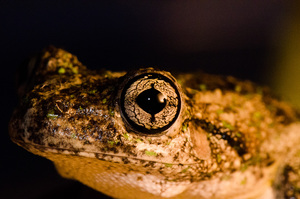 frog eyes in the dark