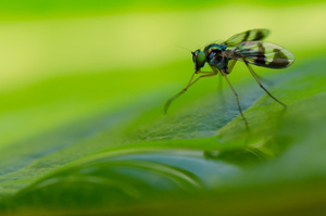 little green fly